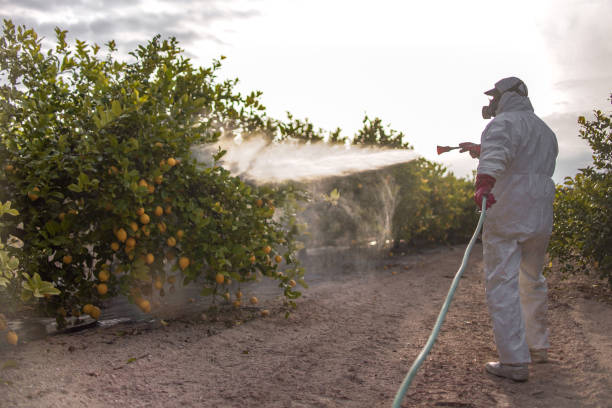 Best Termite Control Services  in Bonita, CA