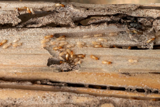 Spider Control Near Me in Bonita, CA